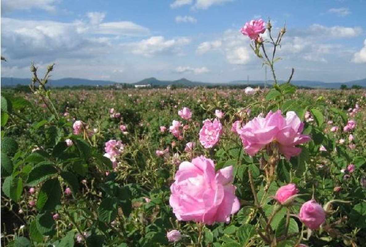 Tai sao hoa hong Bulgaria noi tieng nhat the gioi?